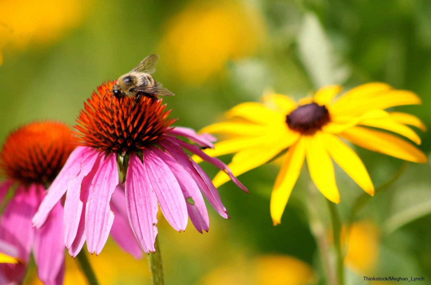 A bee perched on a pink cone flower beside yellow black-eyed Susans in a vibrant garden.