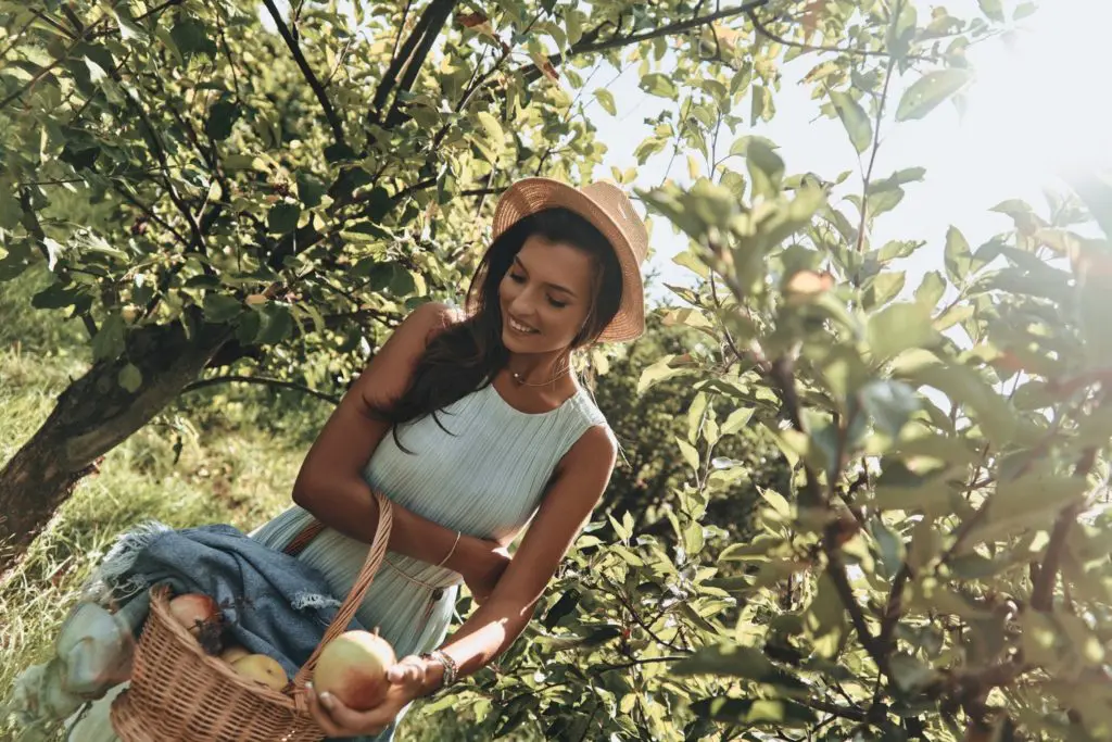 Attractive young woman picking apples and smiling while standing in apple orchards in CT