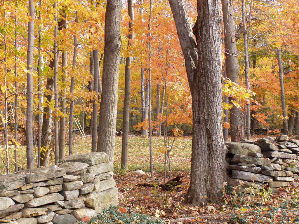 Connecticut fall foliage near our Bed and Breakfast