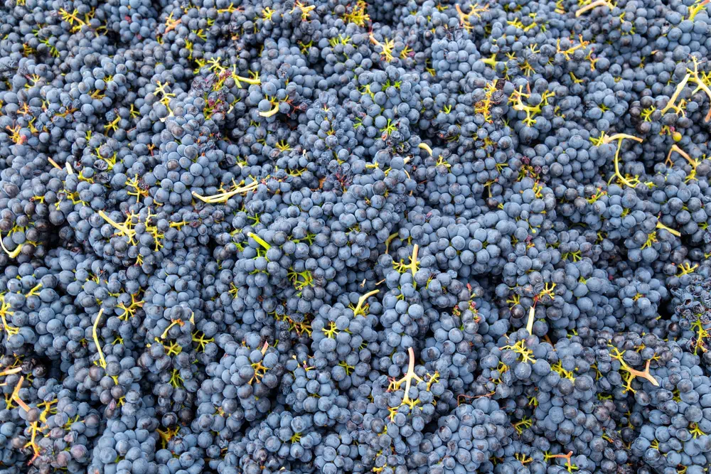 stonington vineyards