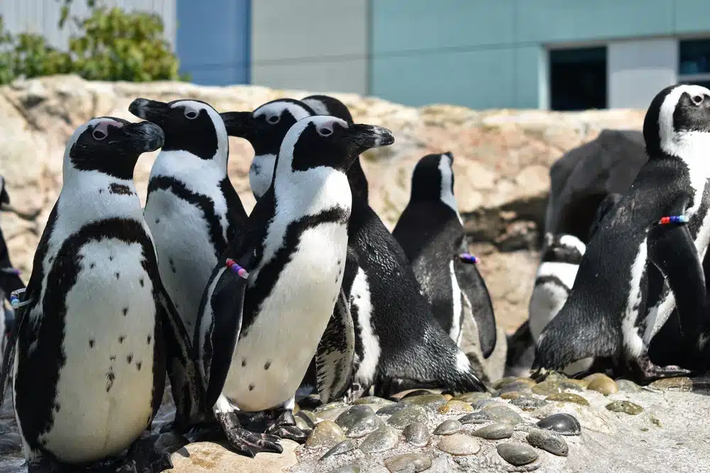 The Mystic Seaport Museum is by far the most popular attraction in downtown Mystic and it's well worth your time when staying at our Mystic Bed and Breakfast, photo of penguins at the Mystic Aquarium