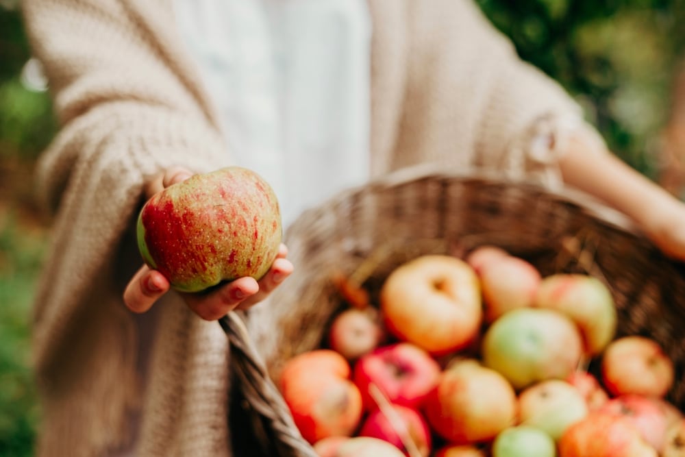 where to find the best apple picking in Connecticut near our bed and breakfast in Mystic